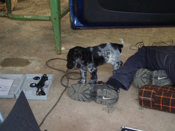 Cocker spaniel Molly - Ihh, jeg elsker bare at hjælpe min far i værkstedet! billede 9