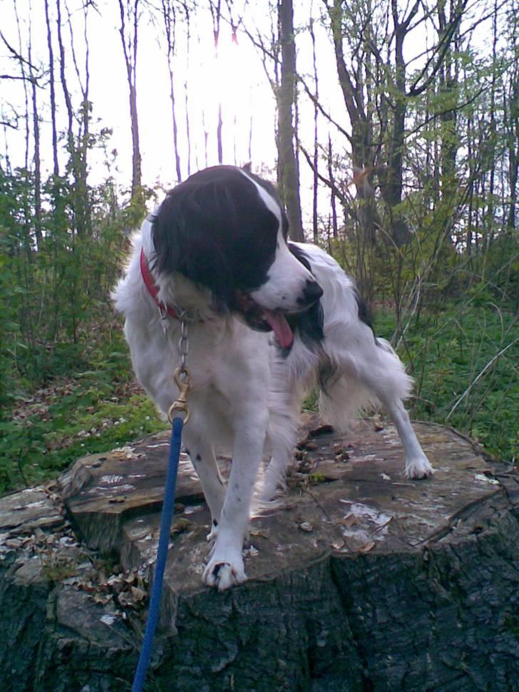 Blanding af racer Amica billede 2