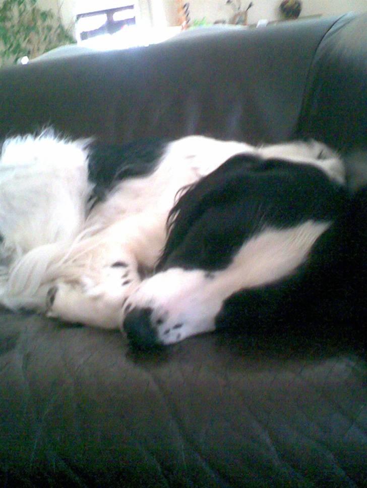 Blanding af racer Amica billede 3