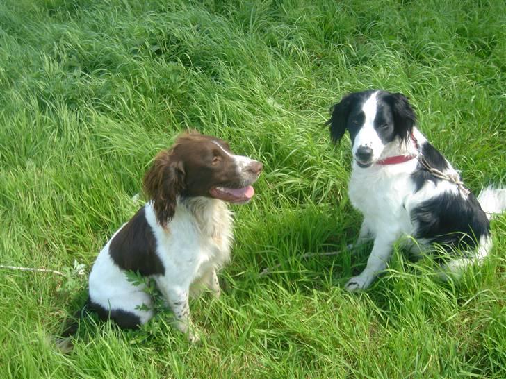 Blanding af racer Amica billede 4