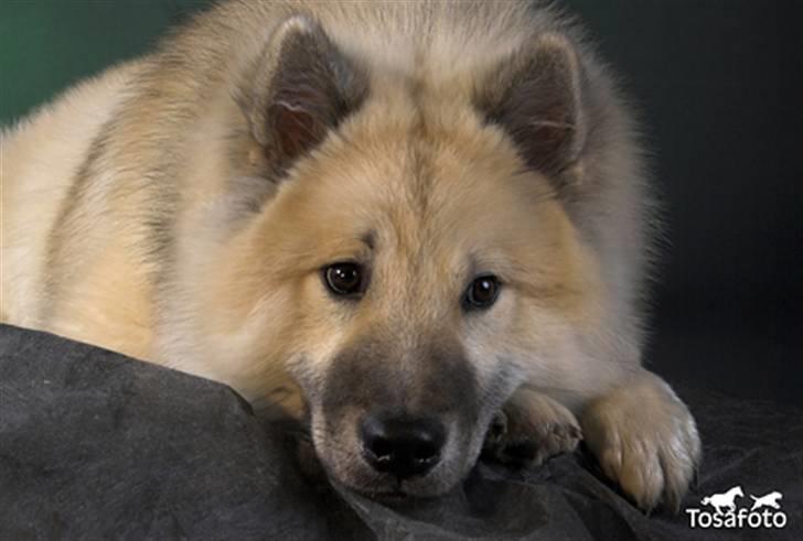 Eurasier Diesel - Er jeg ikke sød? ;o) billede 1