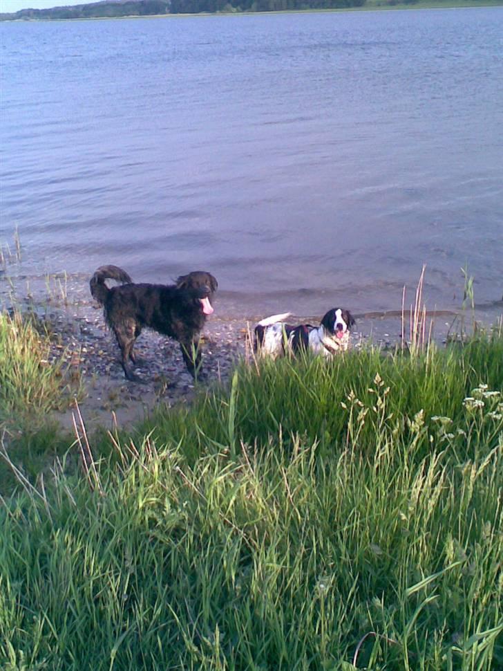 Blanding af racer Amica billede 5