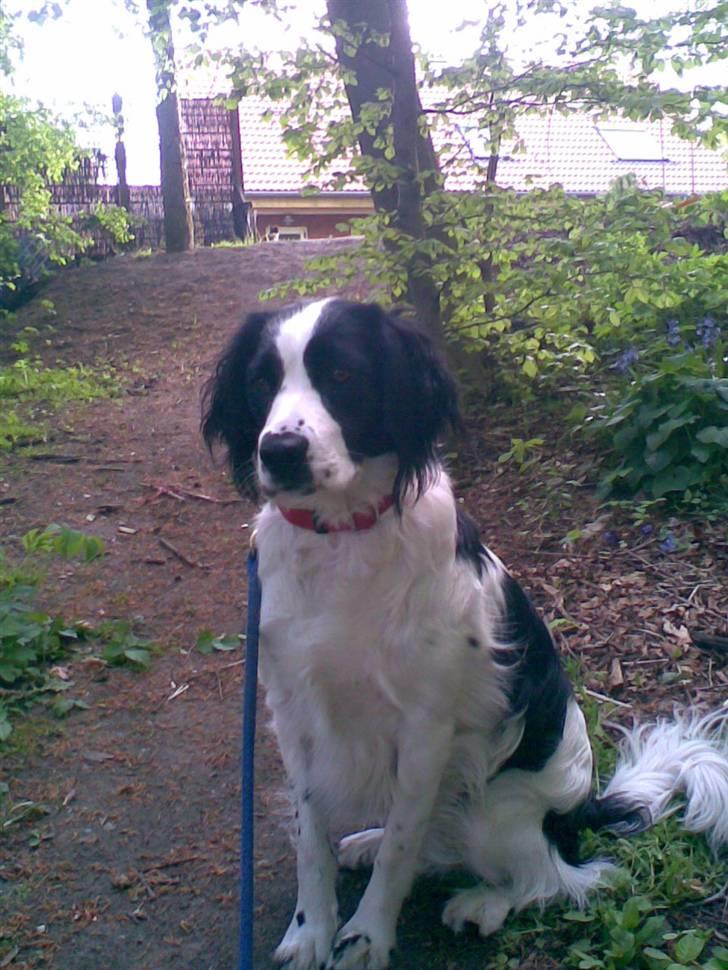 Blanding af racer Amica billede 6