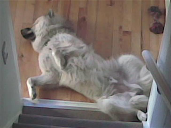 Eurasier Diesel - En træt Diesel ;o) billede 2