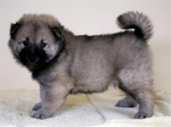 Eurasier Diesel - Som lille hvalp billede 3