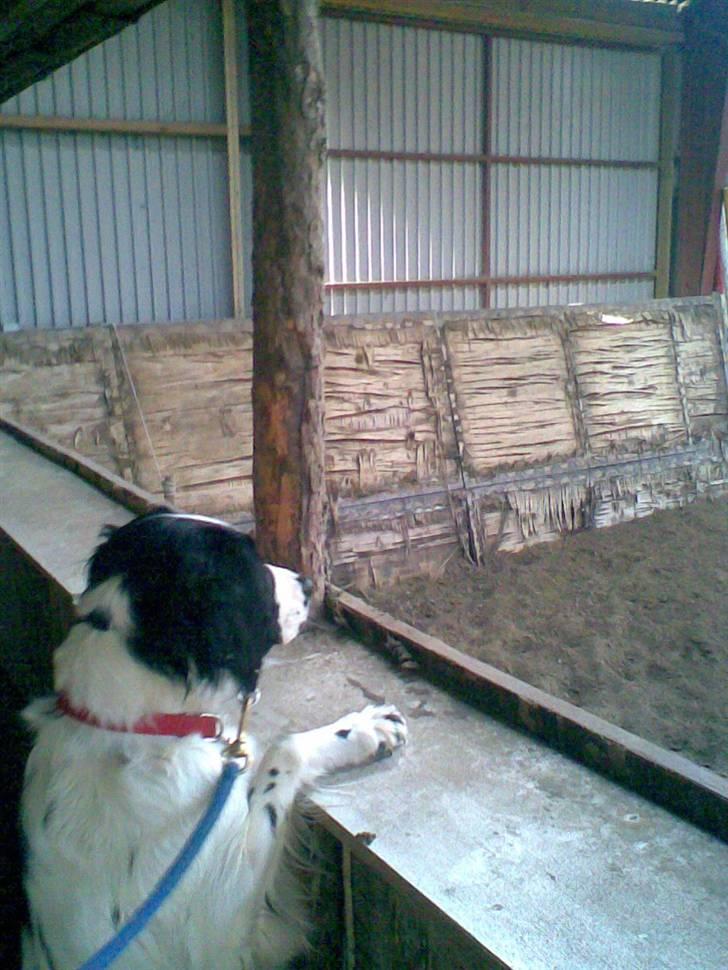 Blanding af racer Amica billede 7