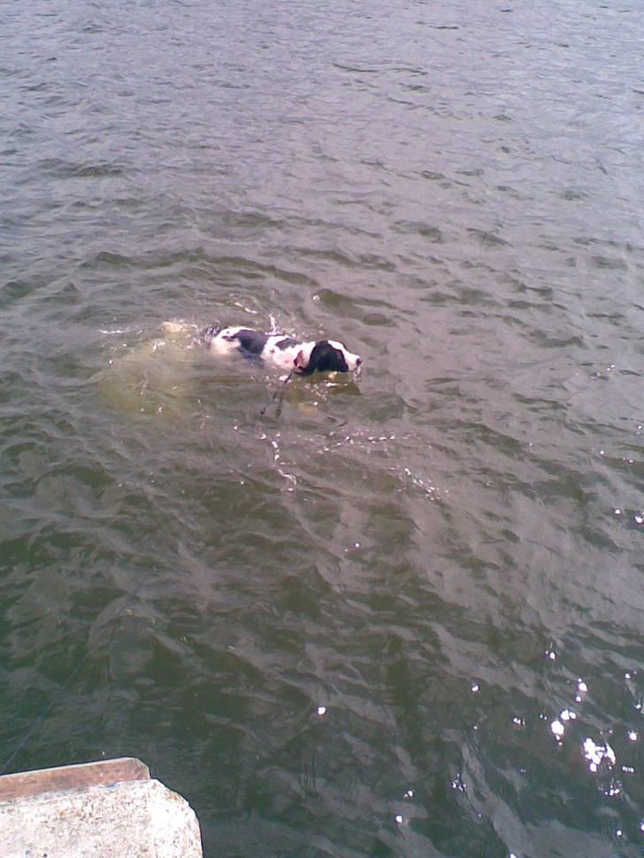 Blanding af racer Amica billede 8