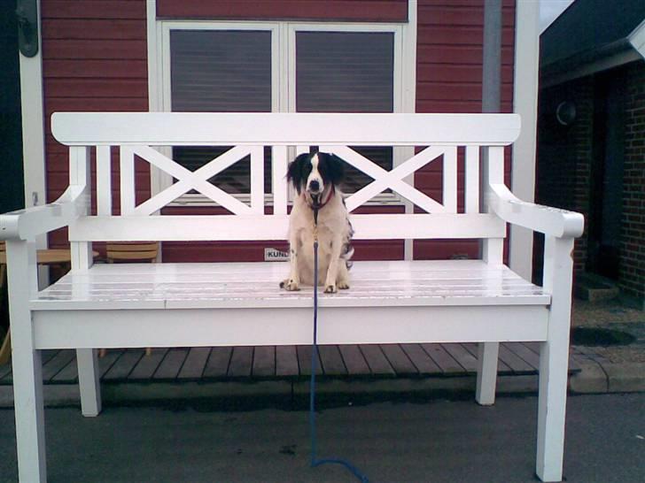 Blanding af racer Amica billede 9