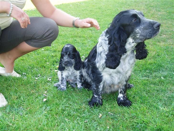 Cocker spaniel Molly - Mig og min mor billede 11