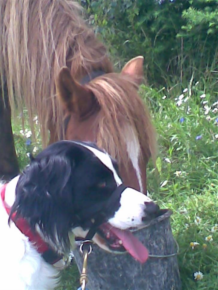 Blanding af racer Amica billede 10