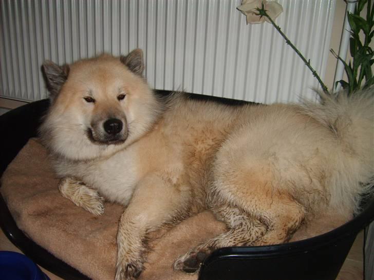 Eurasier Diesel - Sådan ser man ud, når man har ude at gå i regnvejr billede 5