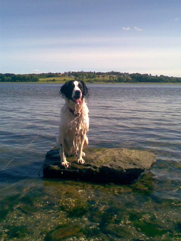 Blanding af racer Amica billede 11