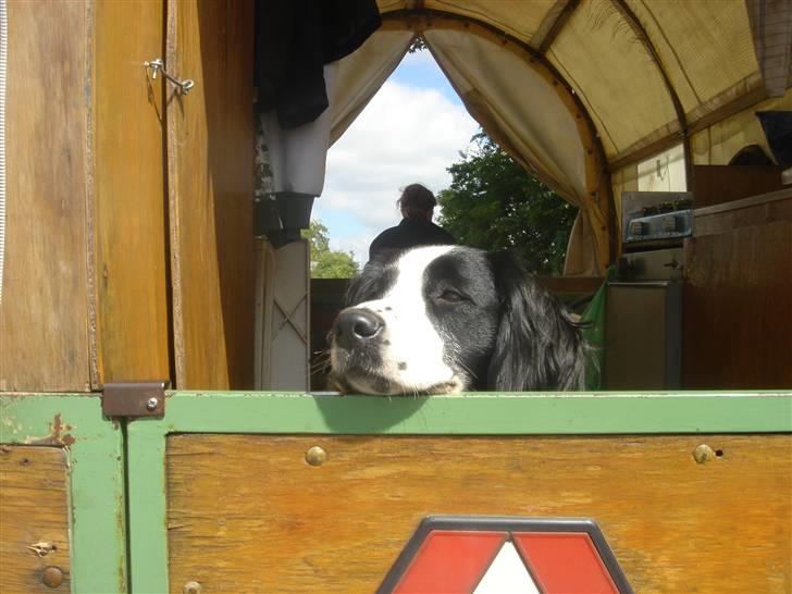 Blanding af racer Amica billede 12