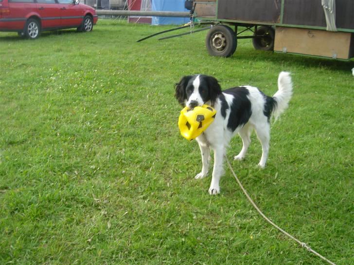 Blanding af racer Amica billede 13