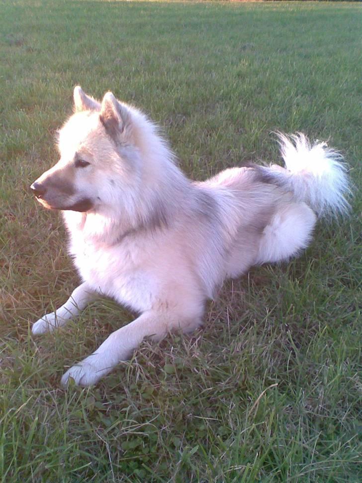 Eurasier Diesel - En skøn sommeraften billede 6