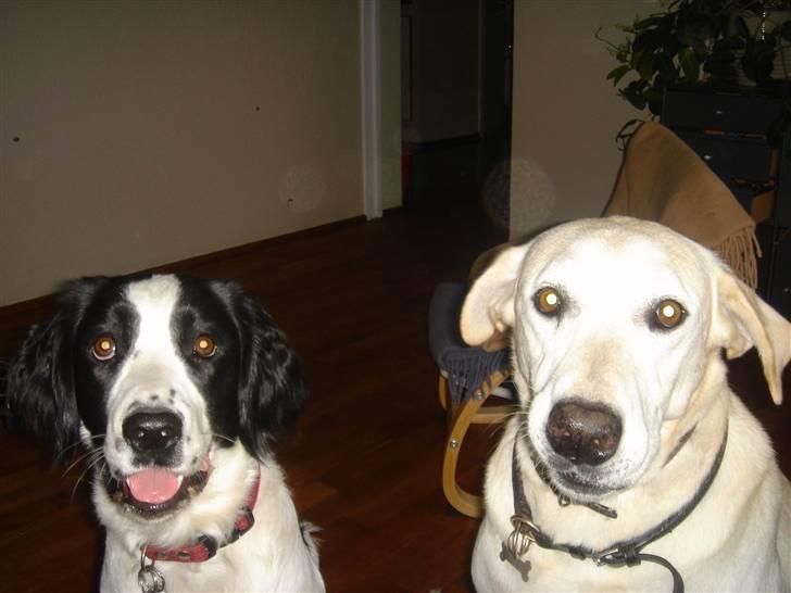 Blanding af racer Amica - Vores gamle hund<33 hendes bedste ven! billede 14