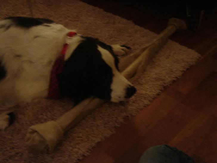 Blanding af racer Amica billede 15