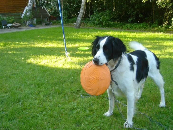 Blanding af racer Amica billede 16