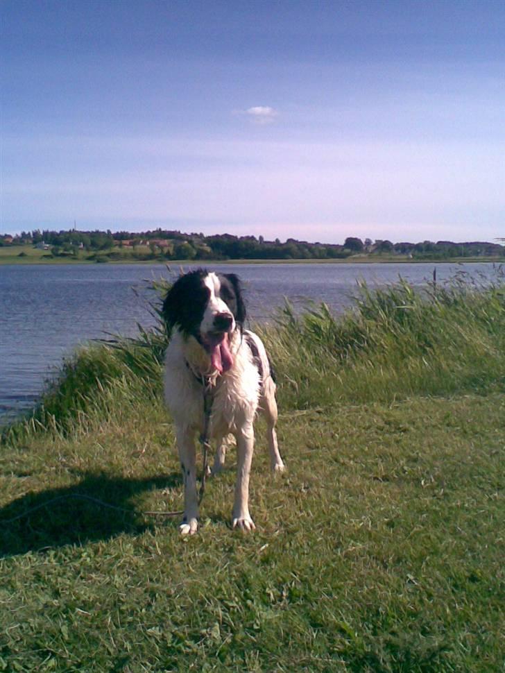 Blanding af racer Amica billede 17