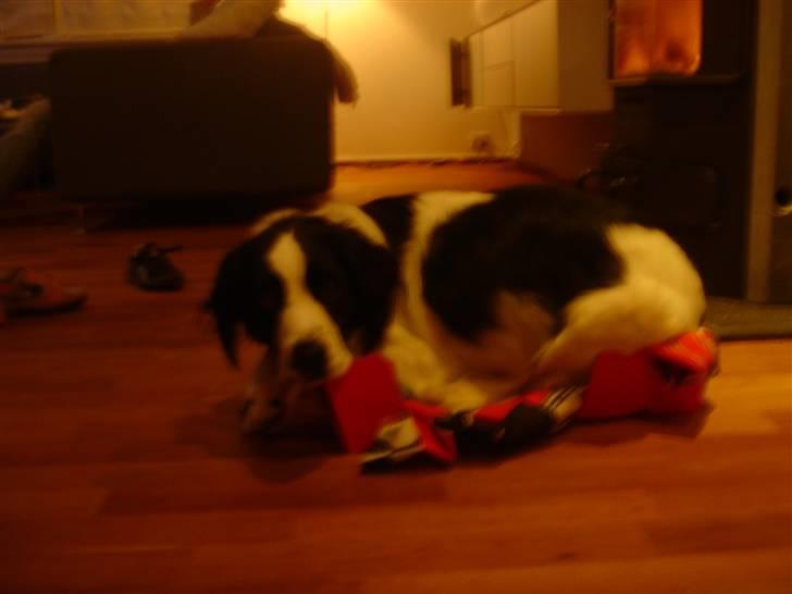 Blanding af racer Amica - Jeg kan godt være her!!! billede 18