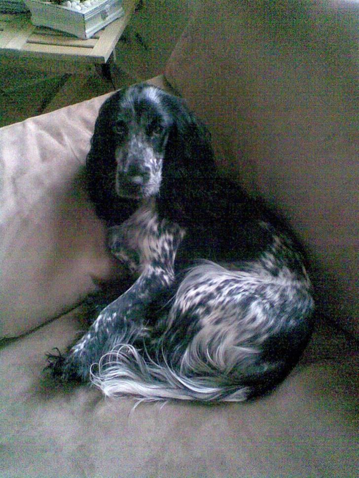 Cocker spaniel Molly - Sofaen er min bedste ven... billede 14