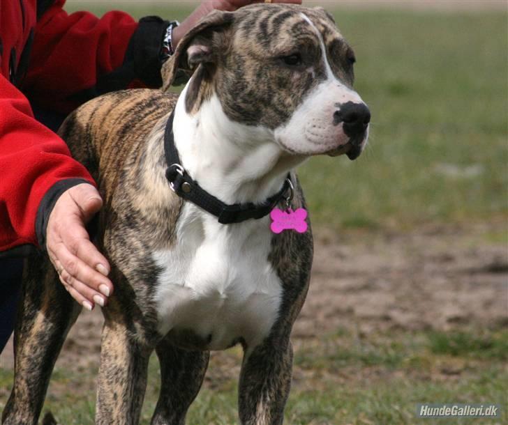 Blanding af racer Diva billede 1