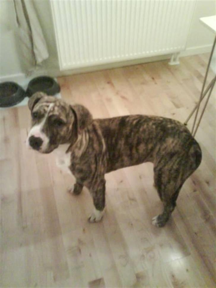 Blanding af racer Diva billede 2