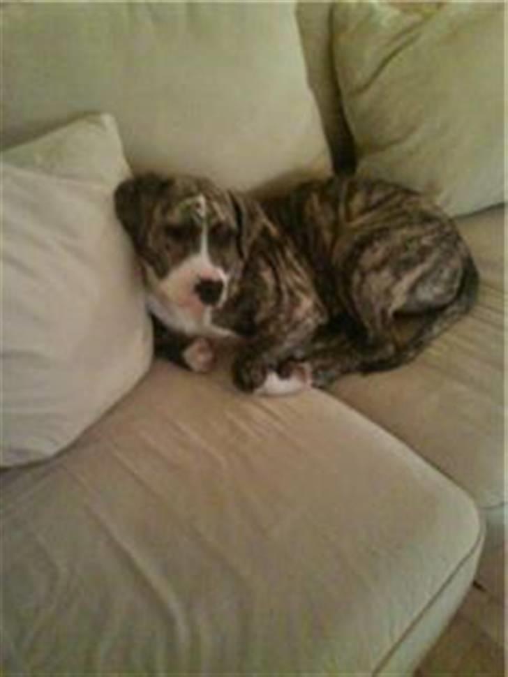 Blanding af racer Diva billede 3