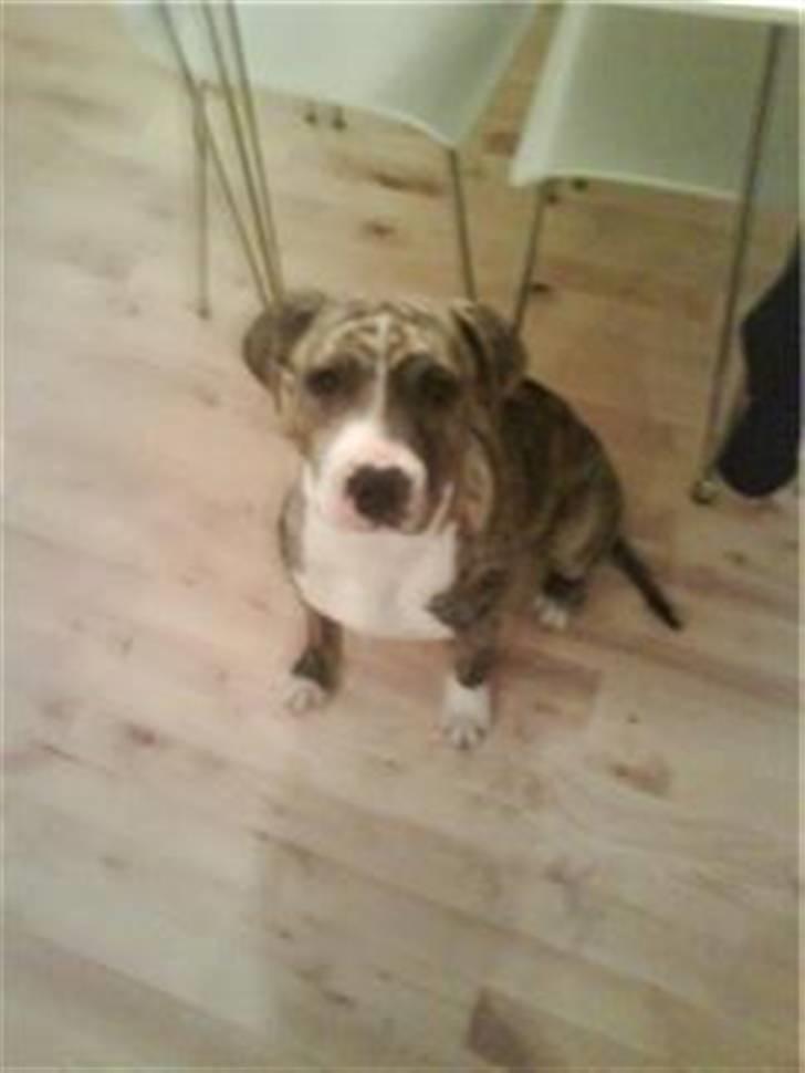 Blanding af racer Diva billede 4