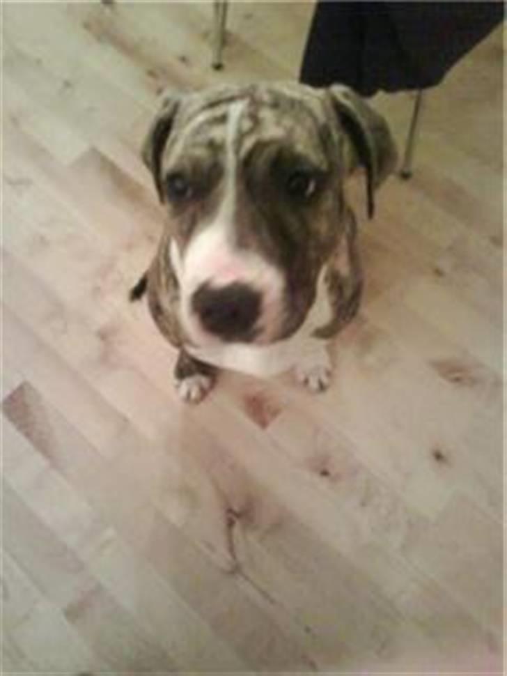 Blanding af racer Diva billede 5