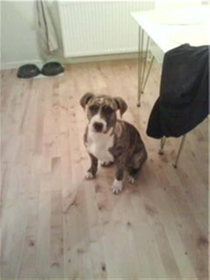 Blanding af racer Diva - Diva i køkkenet. billede 6