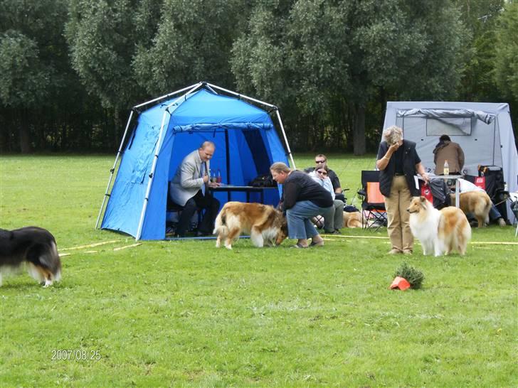 Collie langhåret Bibi - Mor jeg gider ikke, jeg hader udstilling, jeg vil heller hjem og hygge mig !!! billede 11