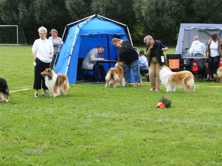 Collie langhåret Bibi - Det er det jeg siger, JEG har ikke lyst i dag :-( billede 12