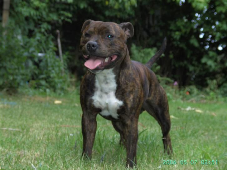 Staffordshire bull terrier Buller billede 1