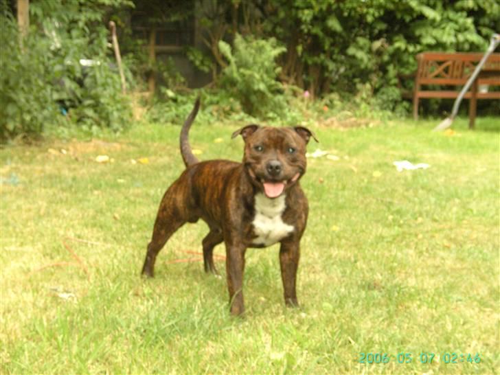 Staffordshire bull terrier Buller billede 2