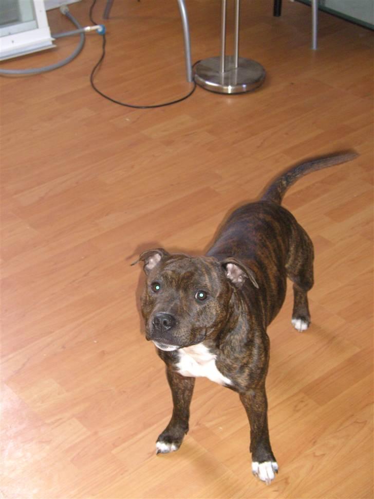 Staffordshire bull terrier Buller billede 3