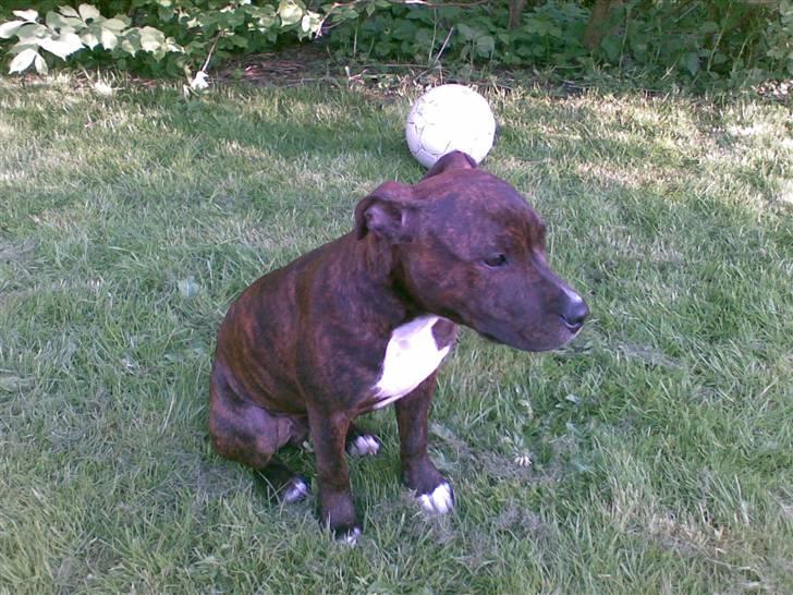 Staffordshire bull terrier Buller billede 4