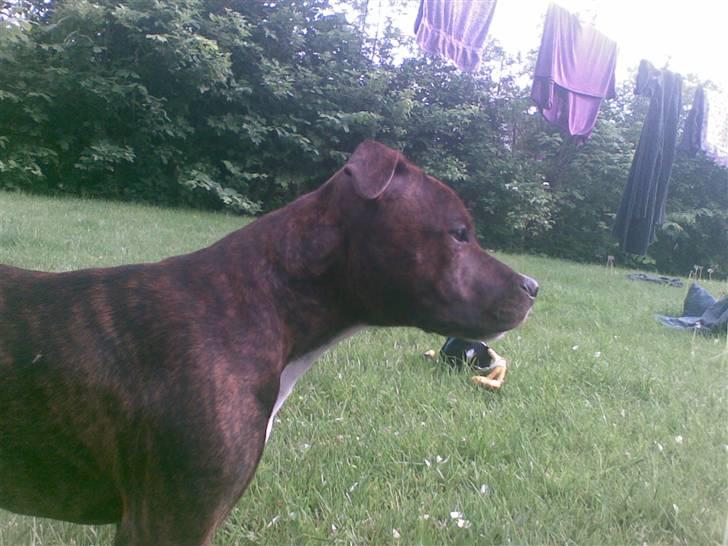 Staffordshire bull terrier Buller billede 5