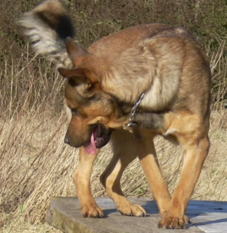 Blanding af racer Charlie *RIP* - On the top of the world billede 1