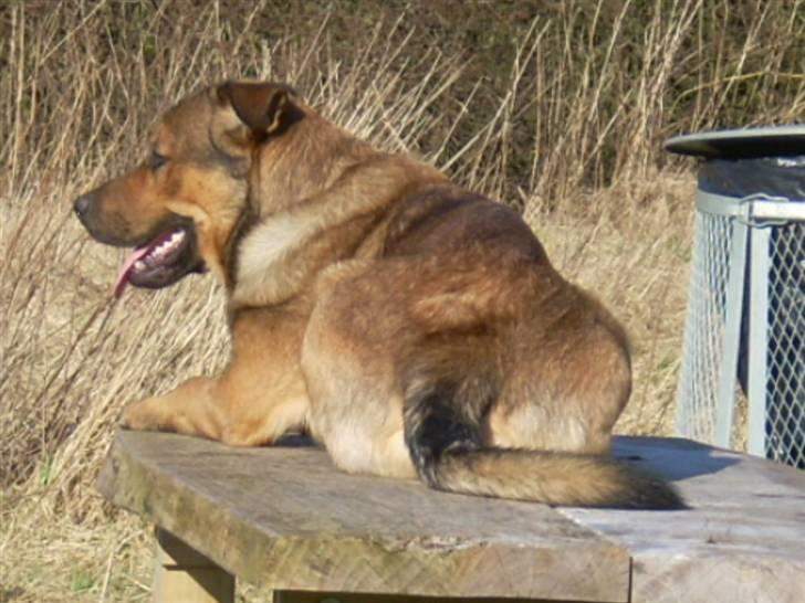 Blanding af racer Charlie *RIP* - I am the King billede 3