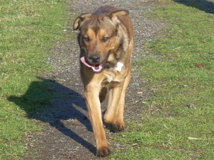 Blanding af racer Charlie *RIP* - Kommer nu mor billede 4