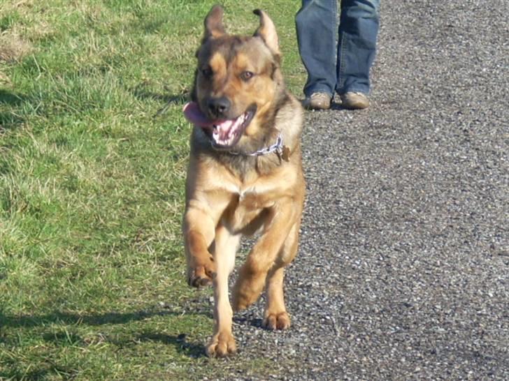 Blanding af racer Charlie *RIP* - Jubii er det mad mor? billede 5