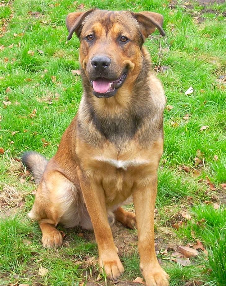 Blanding af racer Charlie *RIP* - Se mor hvor pænt jeg sidder. billede 6