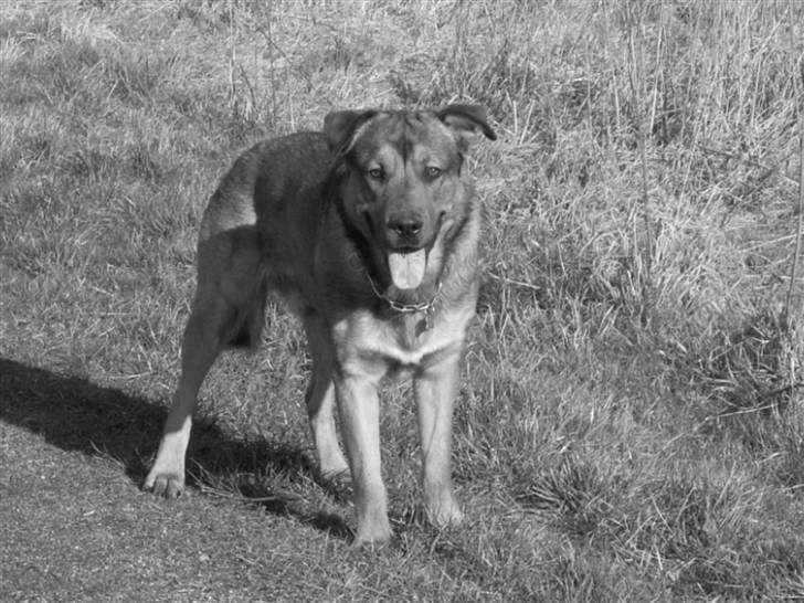 Blanding af racer Charlie *RIP* - Jeg kan også stå pænt billede 7