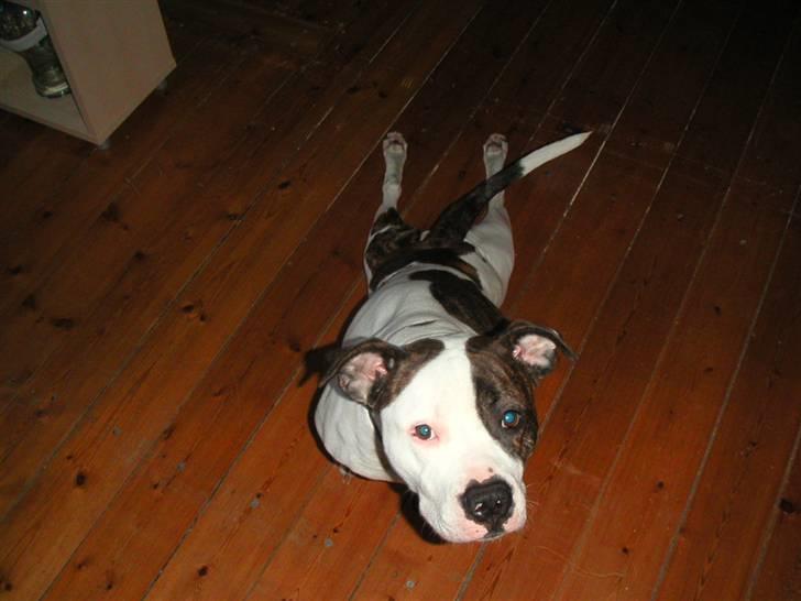 Amerikansk staffordshire terrier chica - Frø positionen :-) billede 12