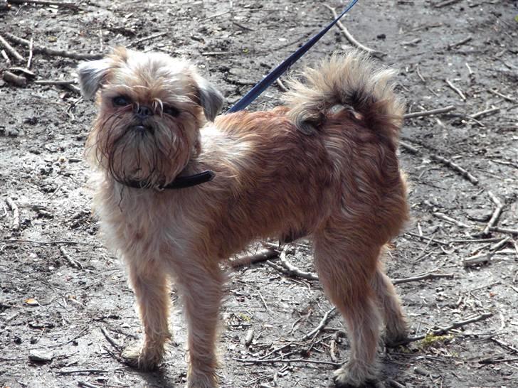 Griffon bruxellois Justice - Nu er jeg rigtig voksen og meget selvstændig, selvtilliden er helt i top billede 16