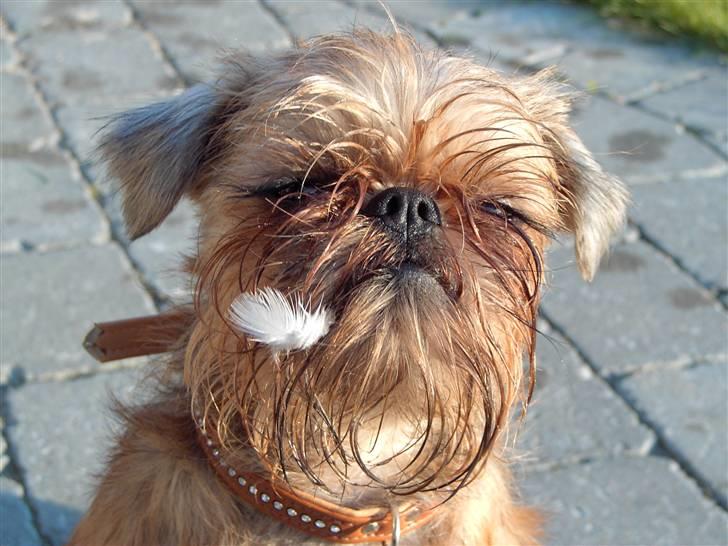 Griffon bruxellois Justice - Jeg kan også få en lillefjer på billede 17