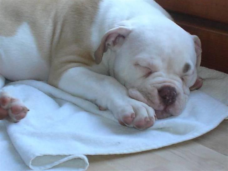 Amerikansk bulldog Freak billede 1