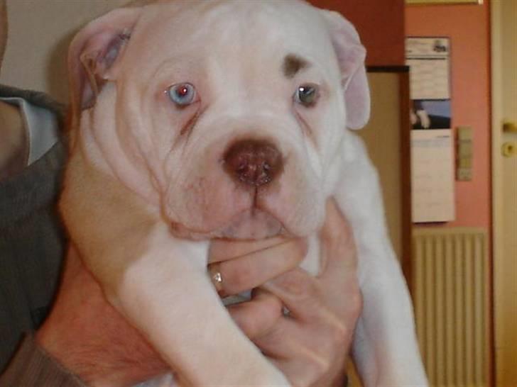 Amerikansk bulldog Freak billede 2