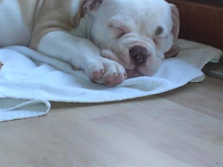 Amerikansk bulldog Freak - puha en lille lur er nu dejlig billede 4